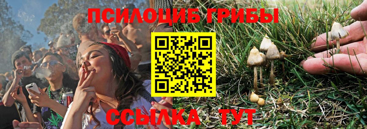 Галлюциногенные грибы Psilocybe Великие Луки